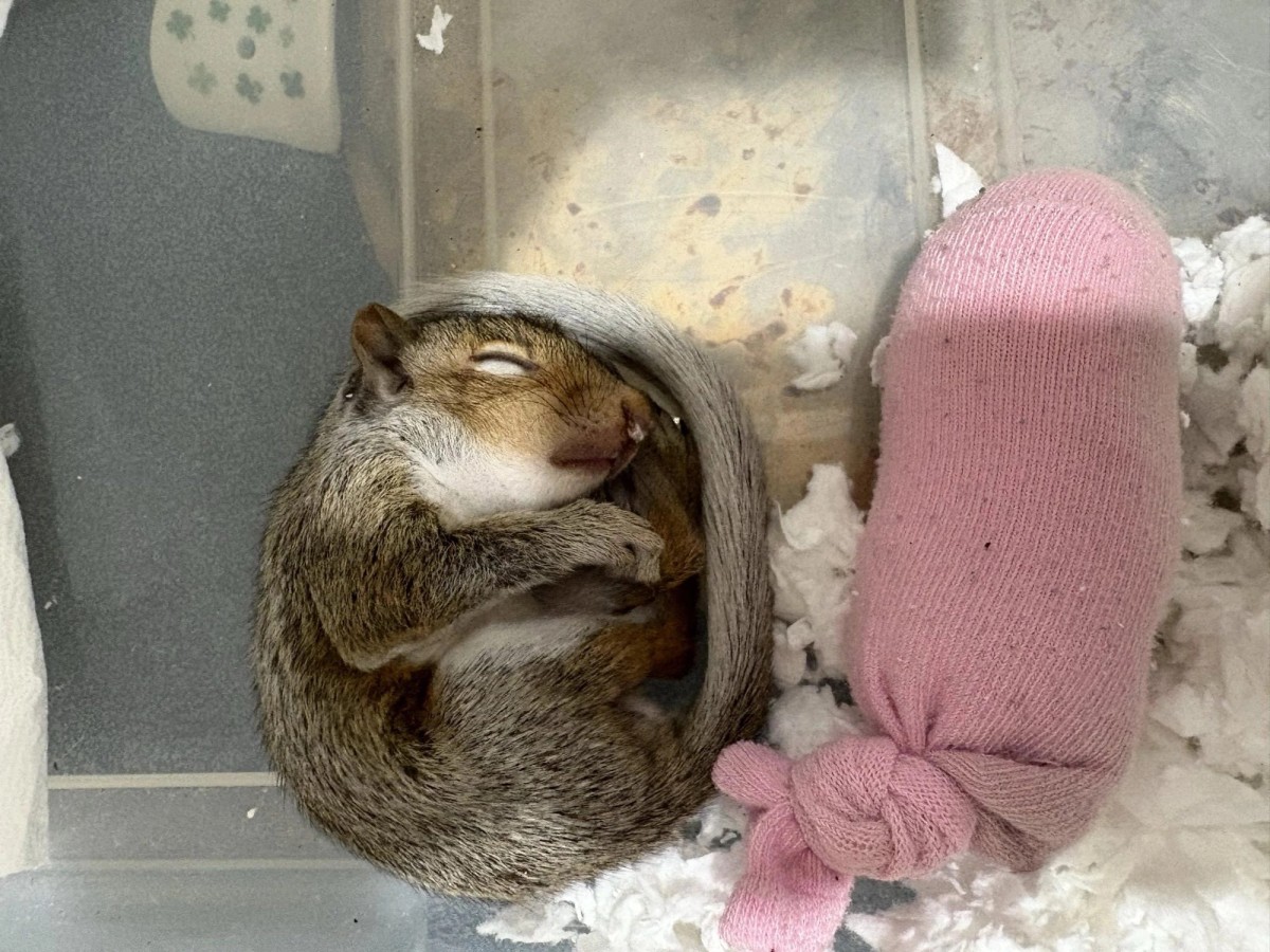 Photo posted to Reddit by a finder