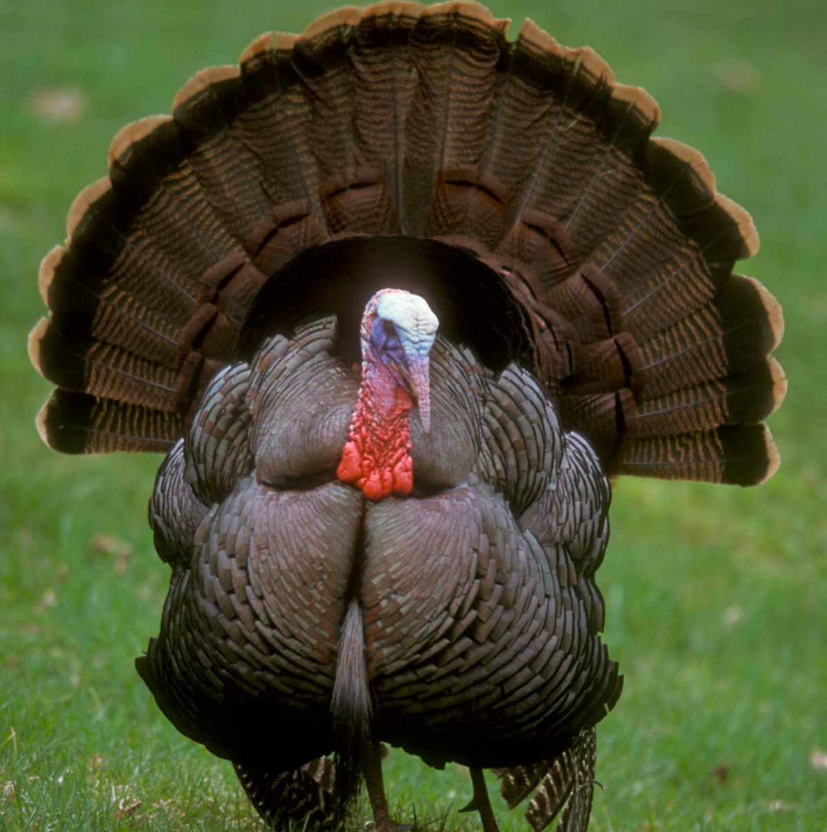 A Wild Turkey during mating season. Photo shared on Wikipedia by gallopavo.