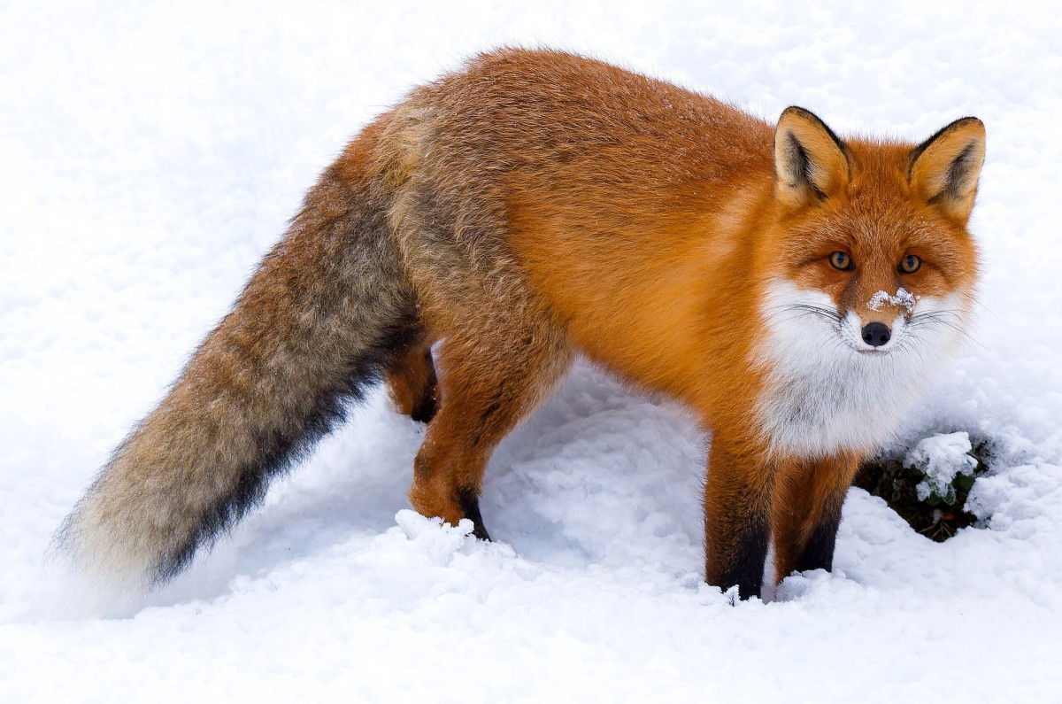 Red fox. Photo shared on Wikipedia by ClaudiaTen.