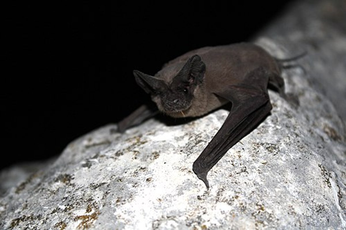 Mexican free-tailed bat. Photo shared on Wikipedia by U.S. Fish and Wildlife Service Headquarters.