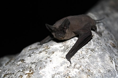 Mexican free-tailed bat. Photo shared on Wikipedia by U.S. Fish and Wildlife Service Headquarters.