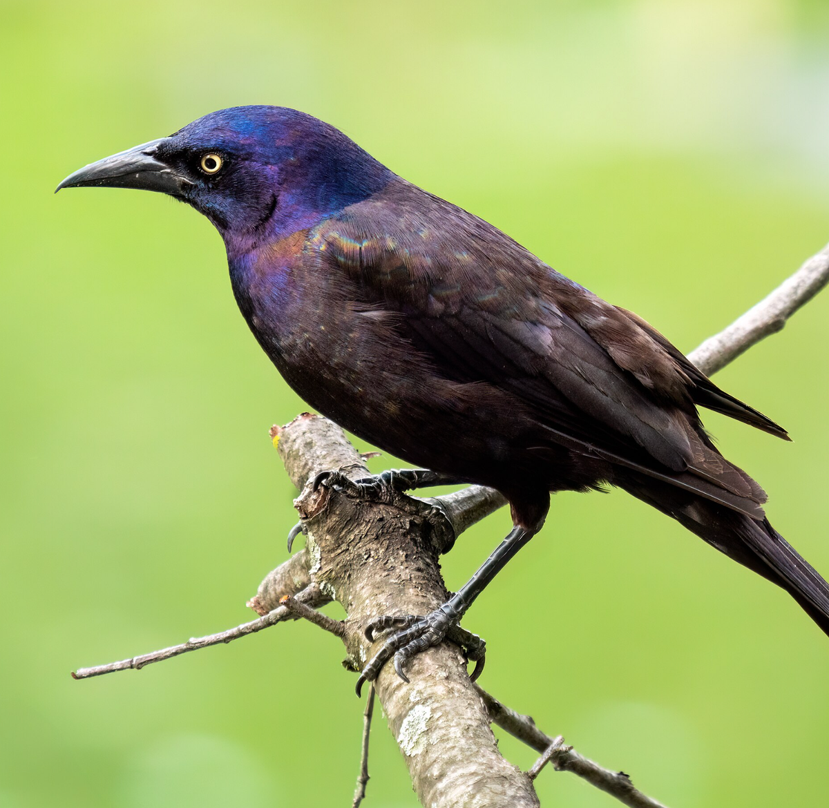 Common grackle in Prospect Park, Brooklyn. Photo shared on Wikipedia by Rhododendrites.