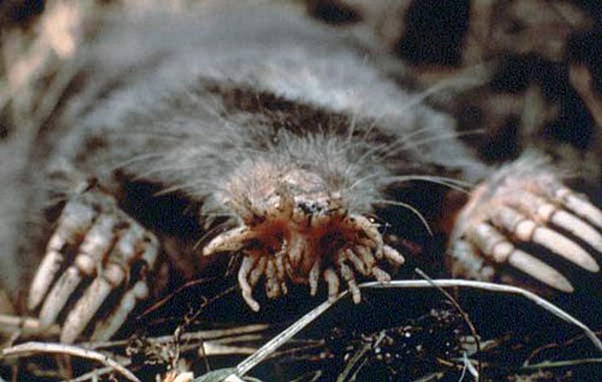 Star-nosed Mole from US NPS. Photo shared on Wikipedia by US National Parks Service.