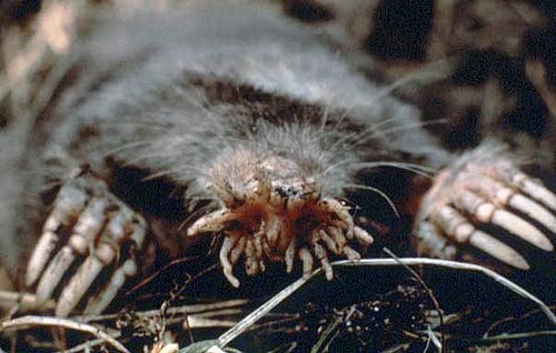 Star-nosed Mole from US NPS. Photo shared on Wikipedia by US National Parks Service.