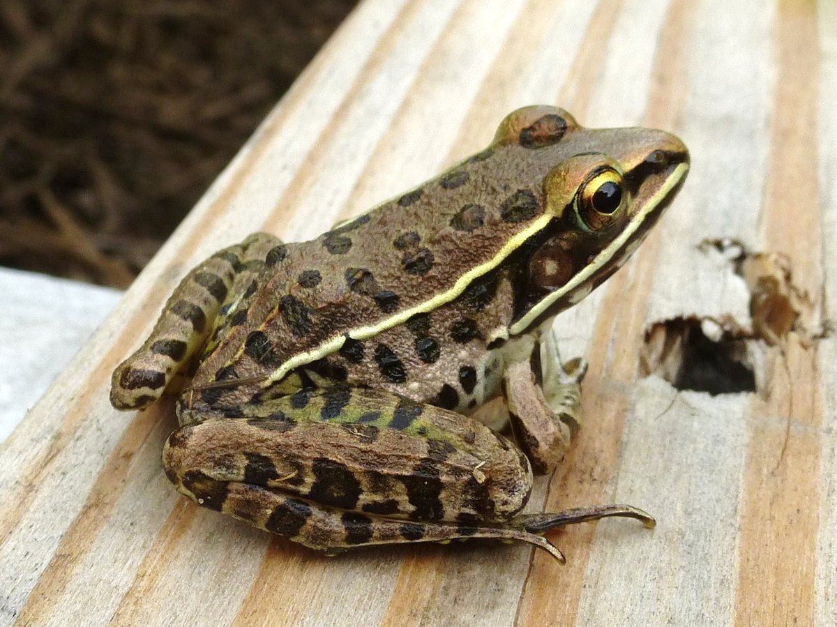 Southern Leopard Frog, Missouri Ozarks. Photo shared on Wikipedia by Bob Warrick.