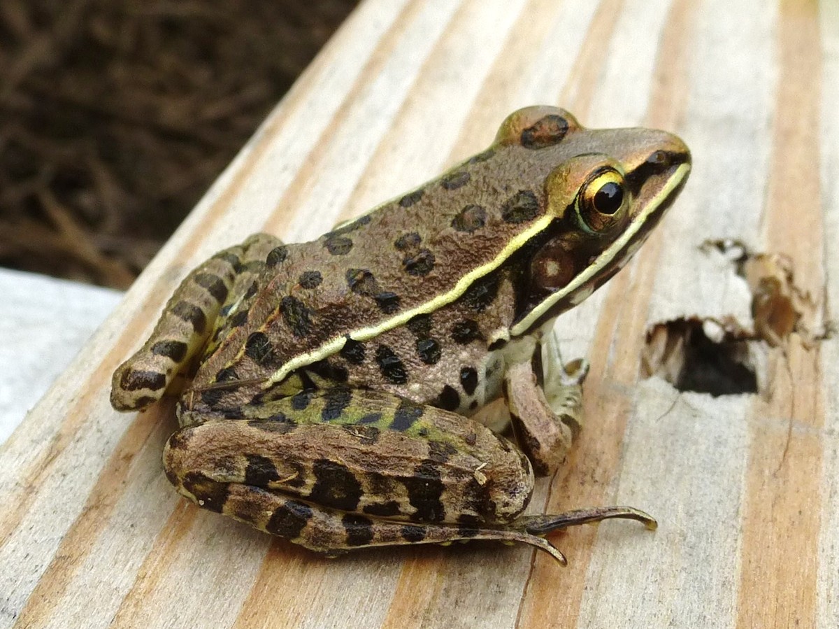 Southern Leopard Frog, Missouri Ozarks. Photo shared on Wikipedia by Bob Warrick.