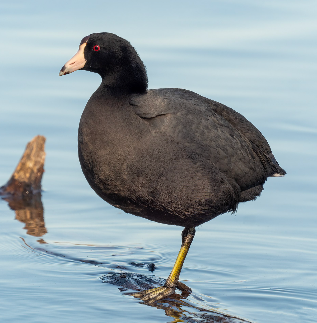 American coot in Prospect Park. Photo shared on Wikipedia by Rhododendrites.