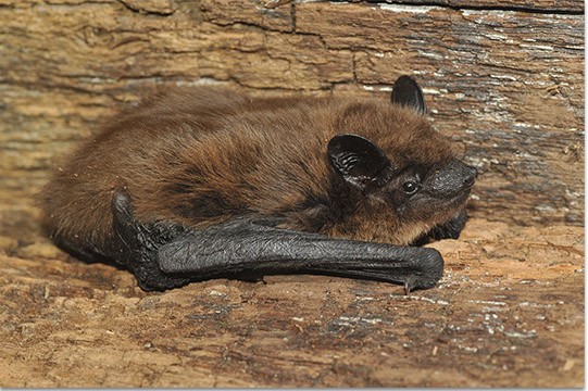 Evening Bat. Photo shared by Kentucky Fish & Wildlife Department, photographed by James Kiser.