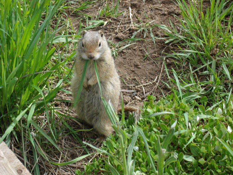 Wyoming Ground Squirrel eating grass. Photo posted to Wikipedia by JTchagbele.