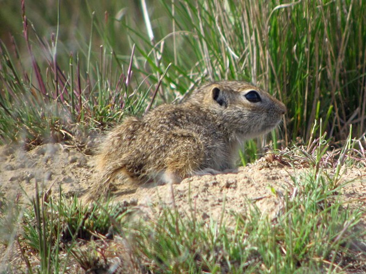 Washington Ground Squirrel. Photo by Greg Schechter.