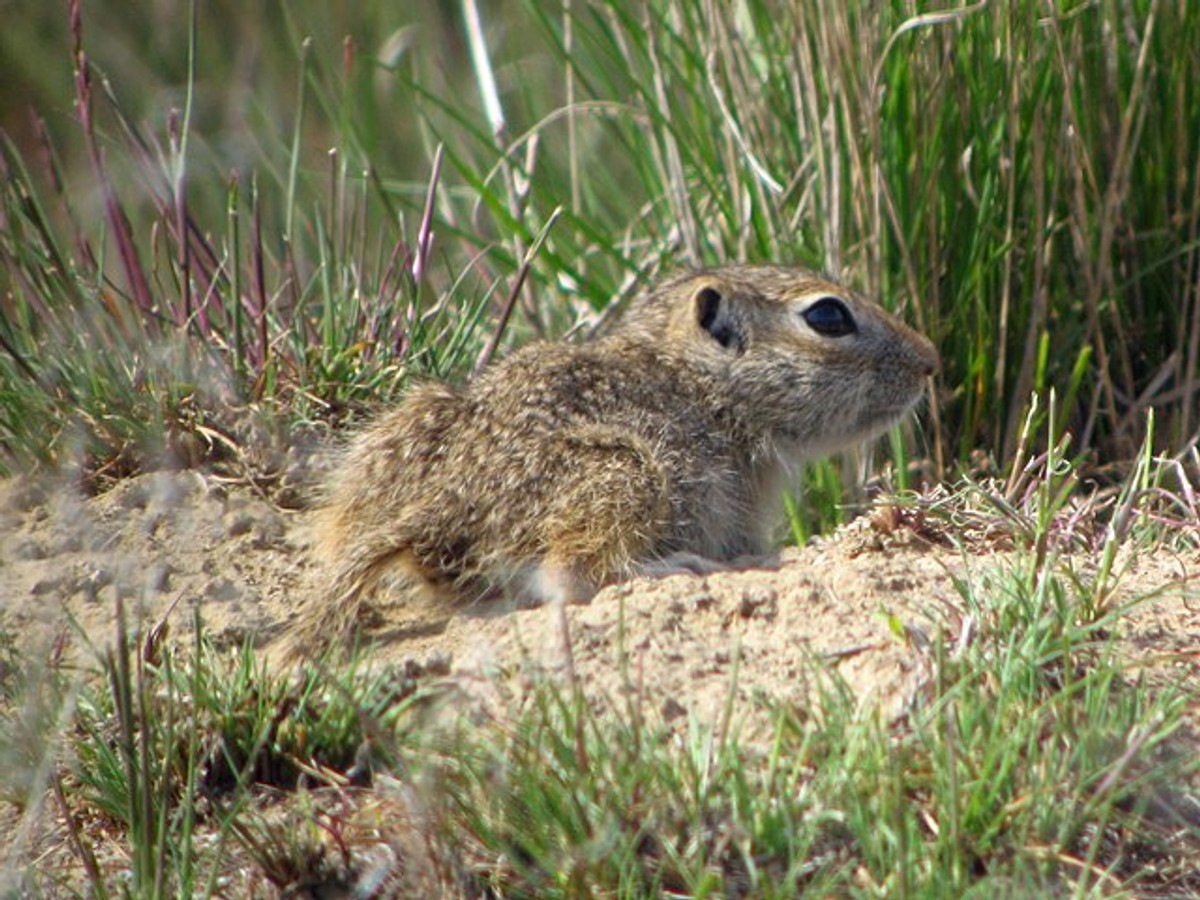 Washington Ground Squirrel. Photo by Greg Schechter.