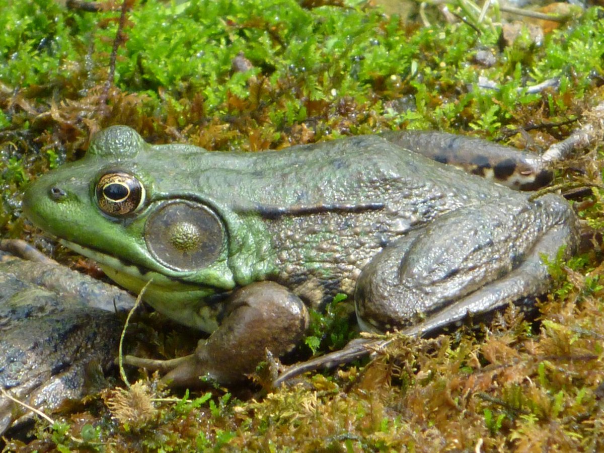 A male Northern Green Frog near a pond in Hunterdon County, NJ. Photo shared on Wikipedia by Contrabaroness.