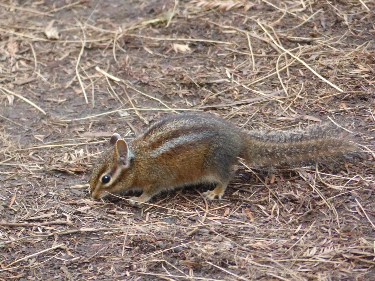 Siskiyou Chipmunk. Photo posted to Wikipedia, captioned from iNaturalist (c) eamonccorbett.