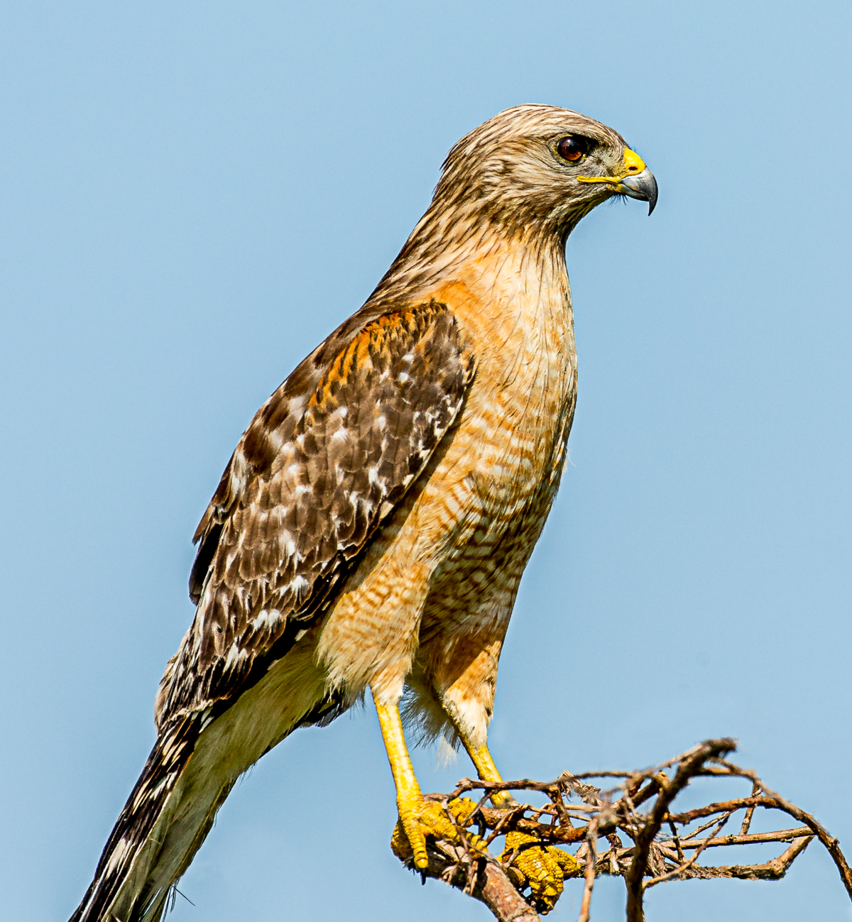 Red-shouldered Hawk, Blue Cypress Lake, FL. Photo shared on Wikipedia by Andy Morffew.