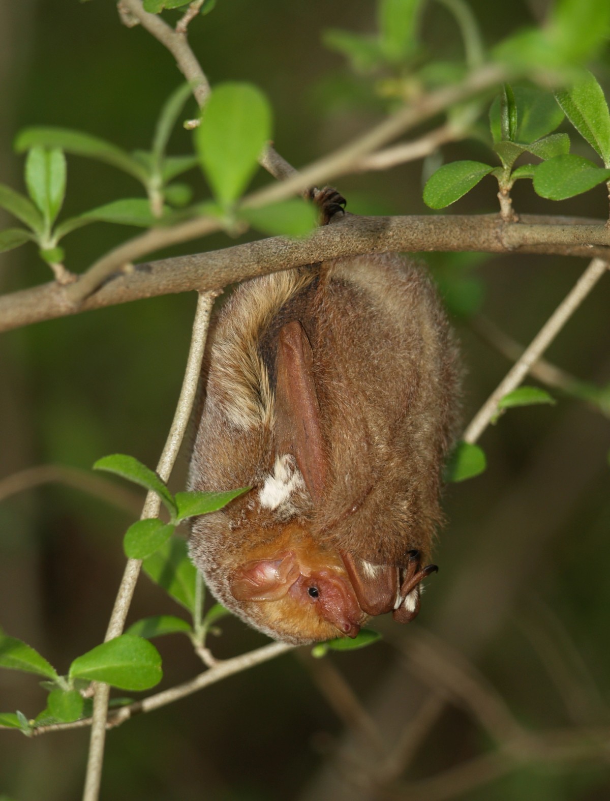 Female eastern red bat, roosting in a tree. Photo shared on Wikipedia by Chris Harshaw.
