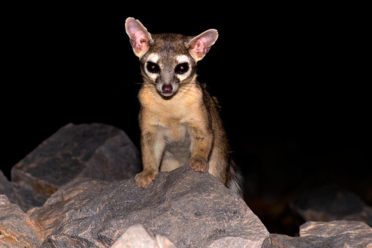 Ringtail in Phoenix, Arizona. Photo shared on Wikipedia by Robertbody