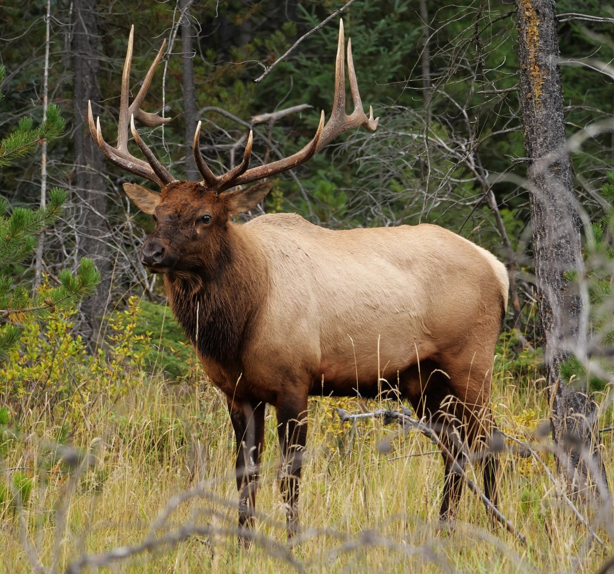 Elk deer in Jasper National Park near Maligne Canyon. Photo shared on Wikipedia by Membeth.