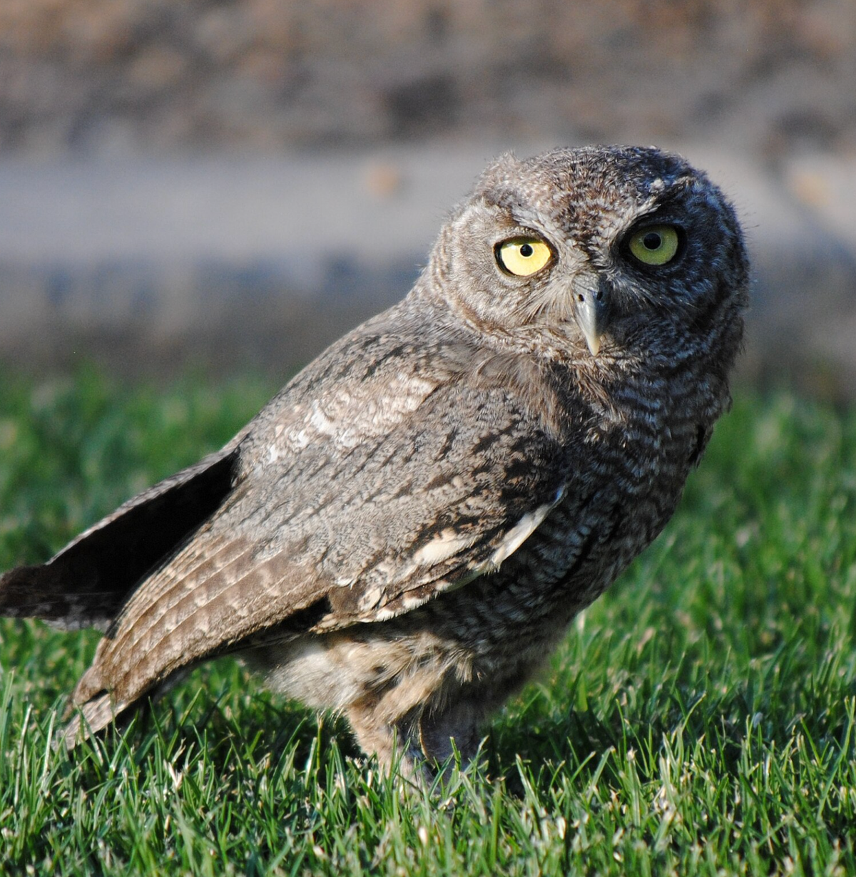 Western screech owl. Photo shared on Wikipedia by Randy R. Magnuson.
