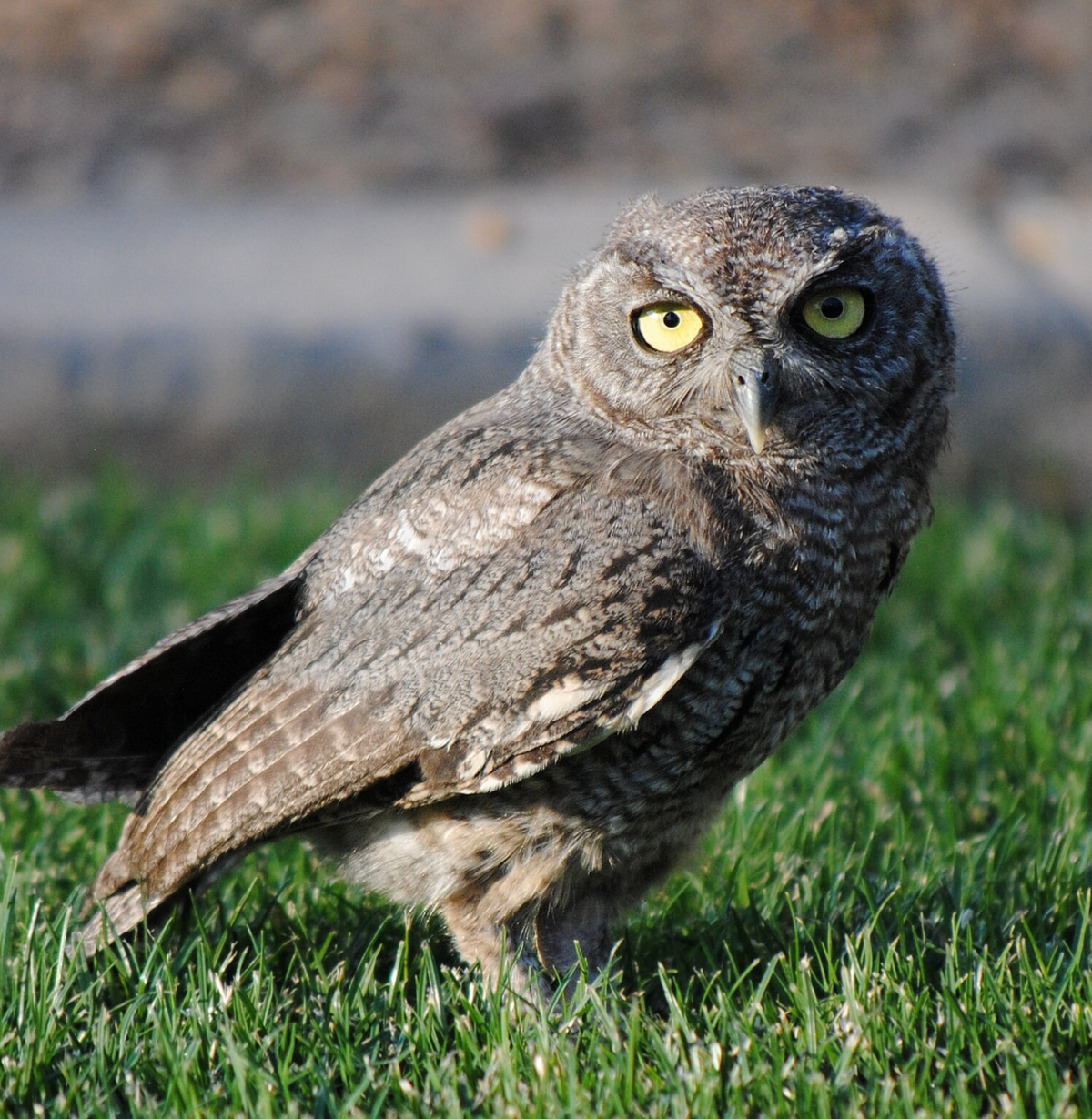 Western screech owl. Photo shared on Wikipedia by Randy R. Magnuson.
