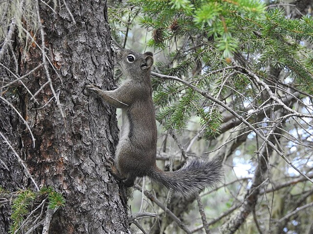 Fremont's Squirrel in a tree. Photo by Rachel Stringham.