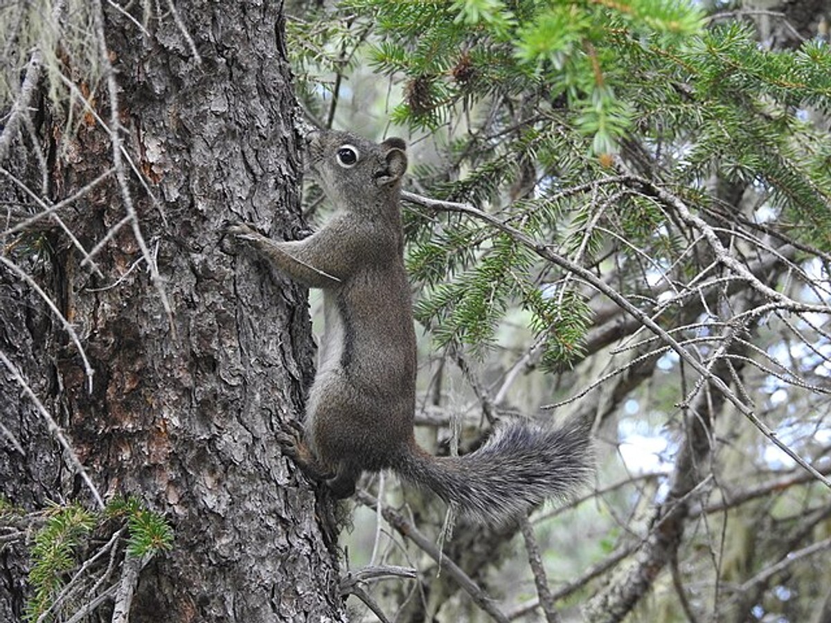 Fremont's Squirrel in a tree. Photo by Rachel Stringham.