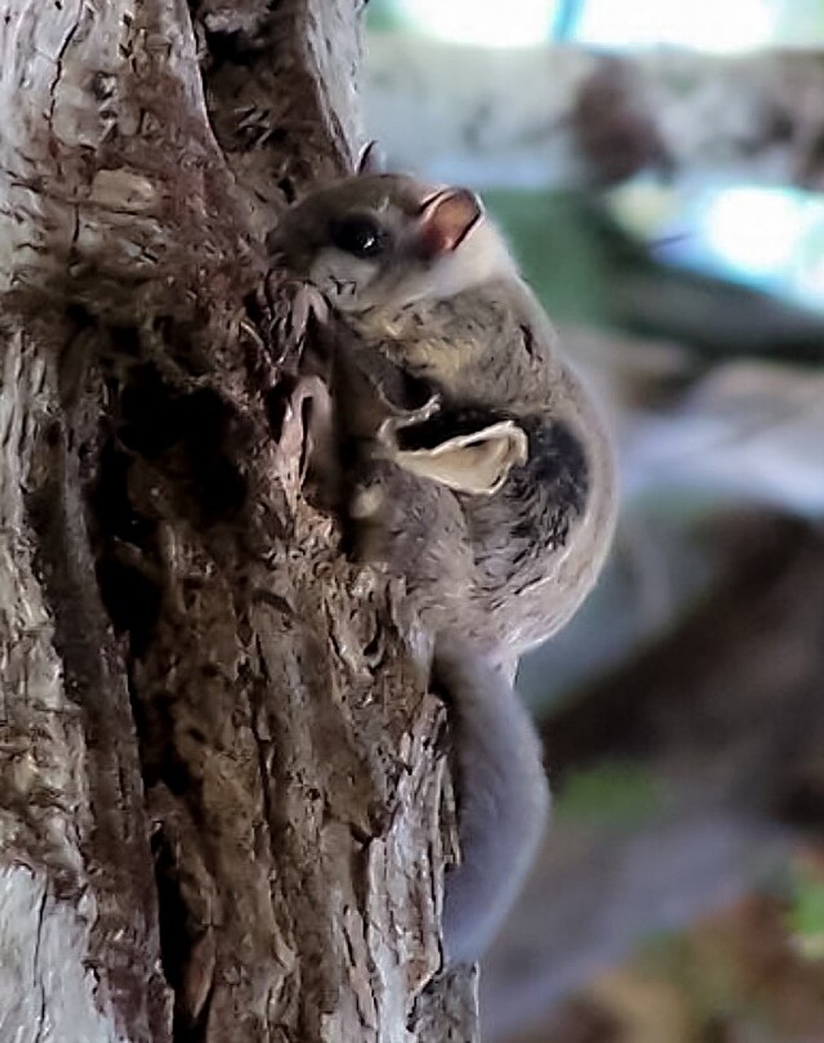 Humboldt's flying squirrel on a tree. Photo by Barbogast.