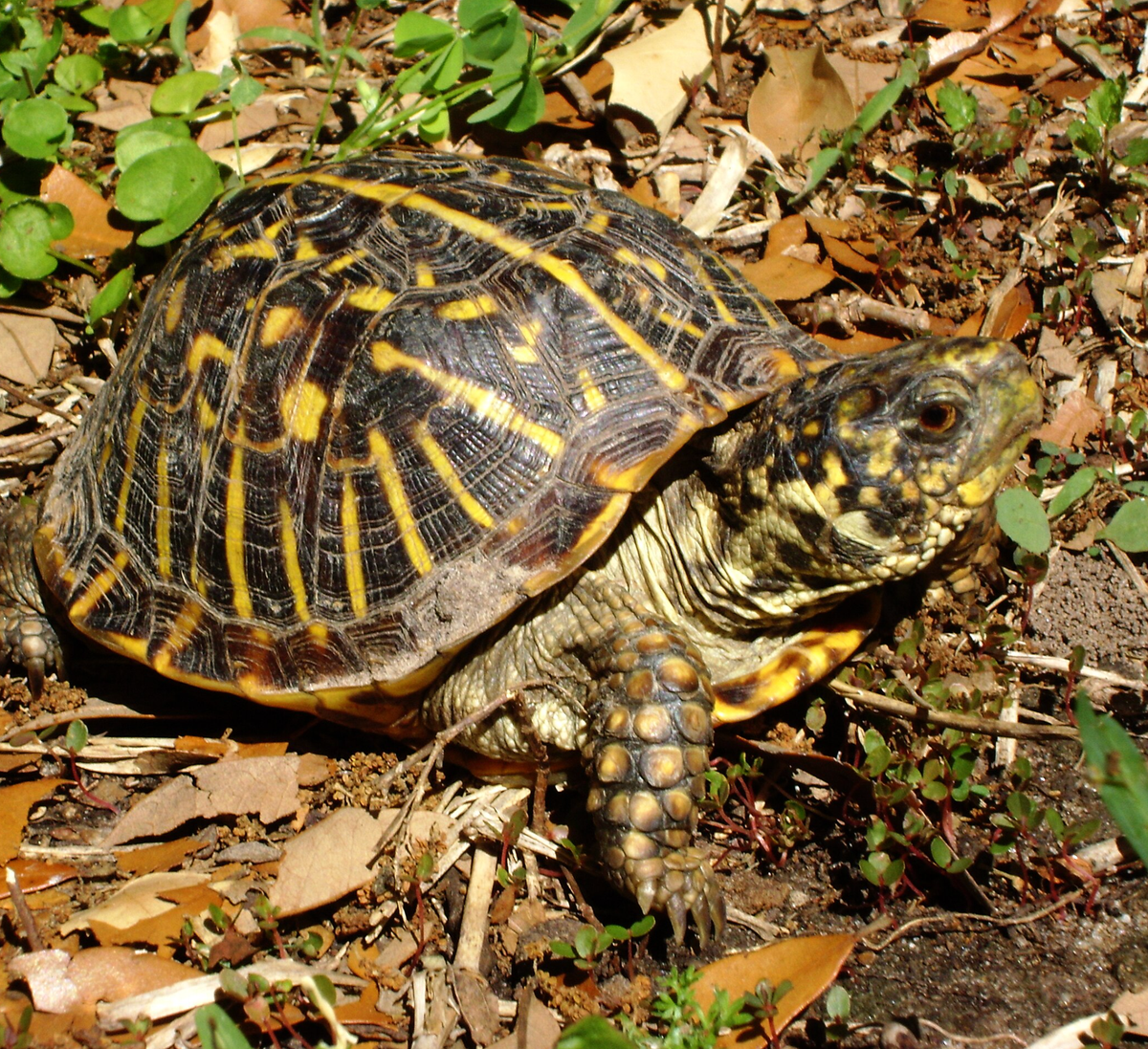 Ornate box turtle. Photo shared on Wikipedia by Patrick Feller.