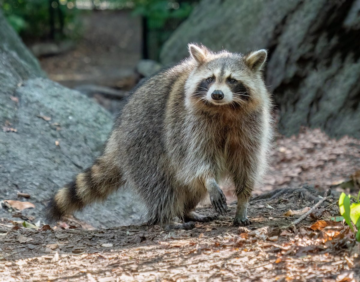 Raccoon in the Central Park Ramble. Photo shared on Wikipedia by Rhododendrites