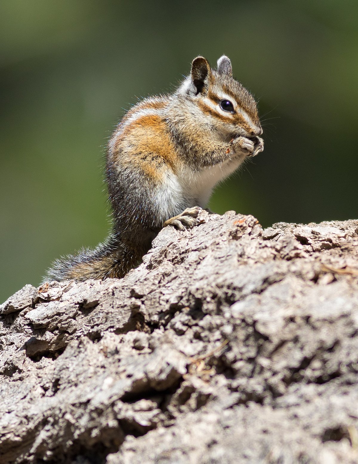 Allen’s chipmunk near Lake Almanor, Plumas County, CA. Photo posted to Wikipedia by Frank Schulenburg.