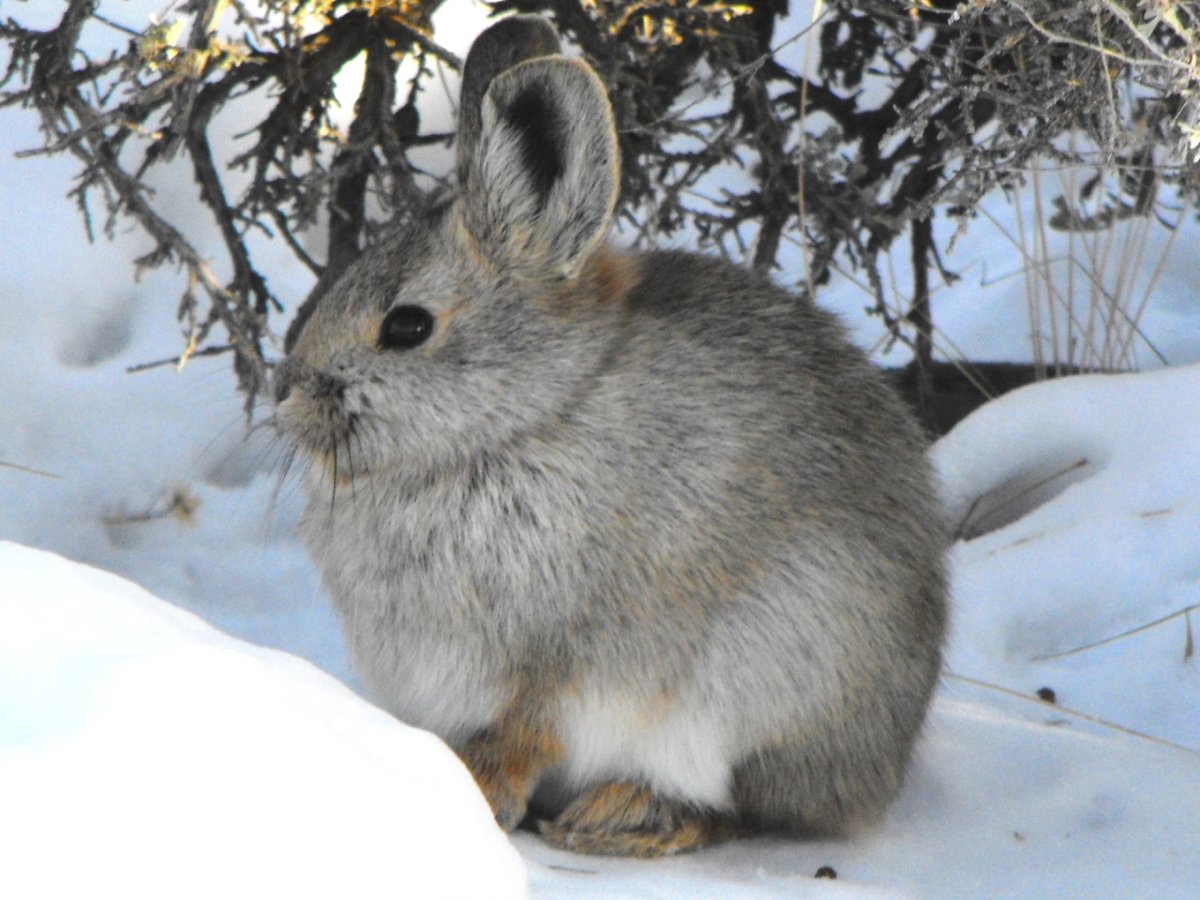 Pygmy Rabbit. Photo shared by idfg.idaho.gov