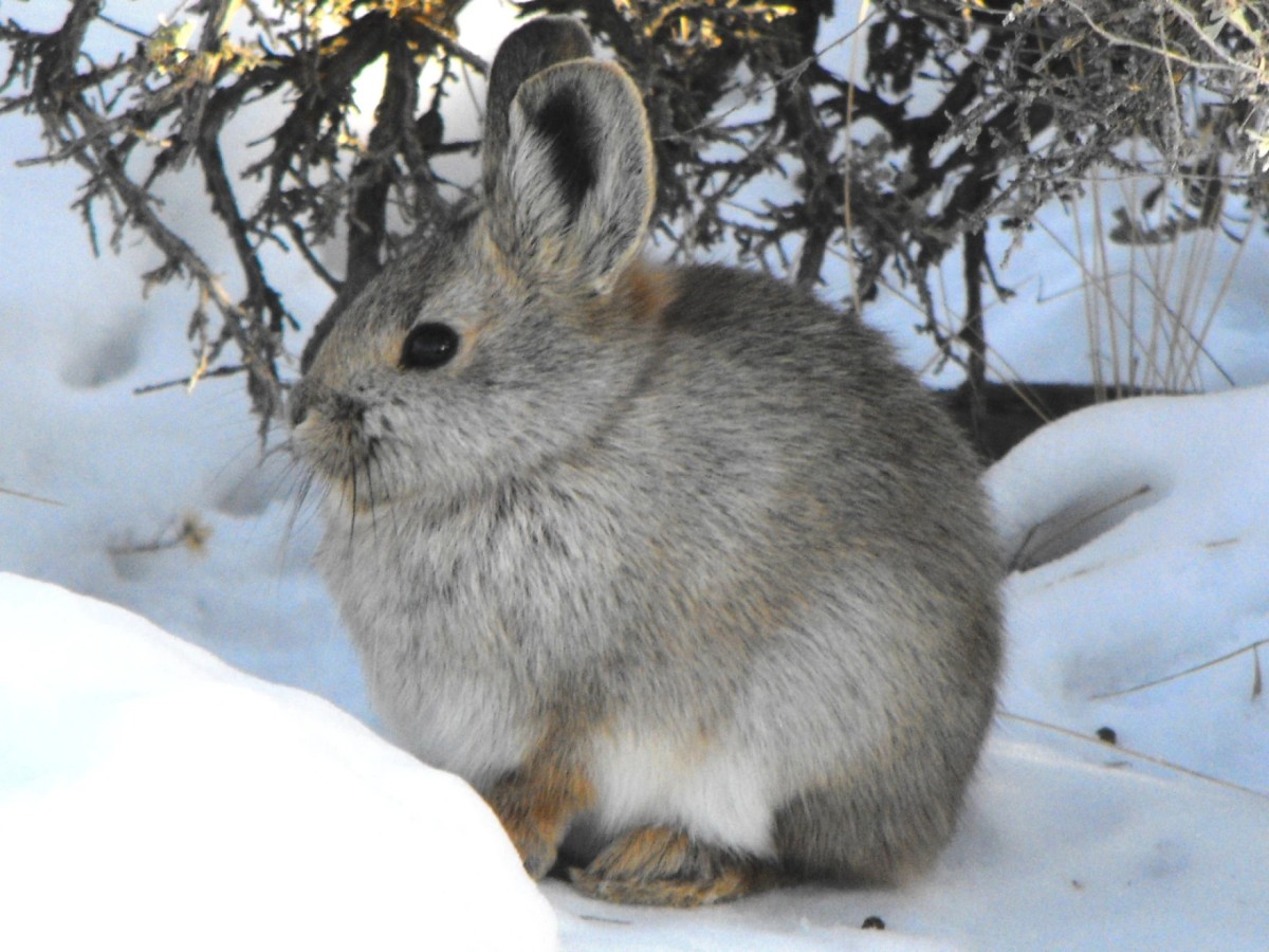 Pygmy Rabbit. Photo shared by idfg.idaho.gov