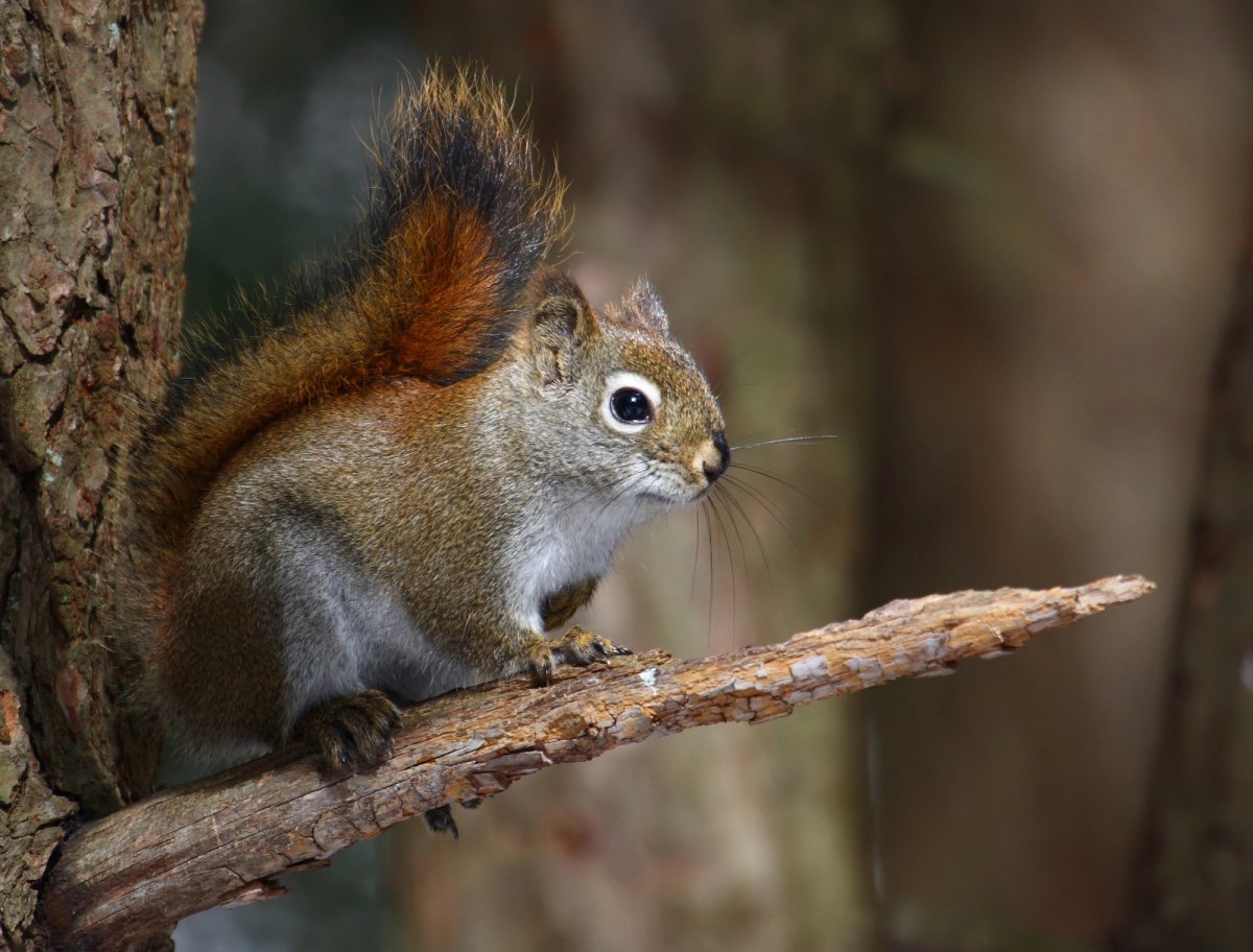 American red squirrel perched on a branch. Photo shared to Wikipedia by Cephas.
