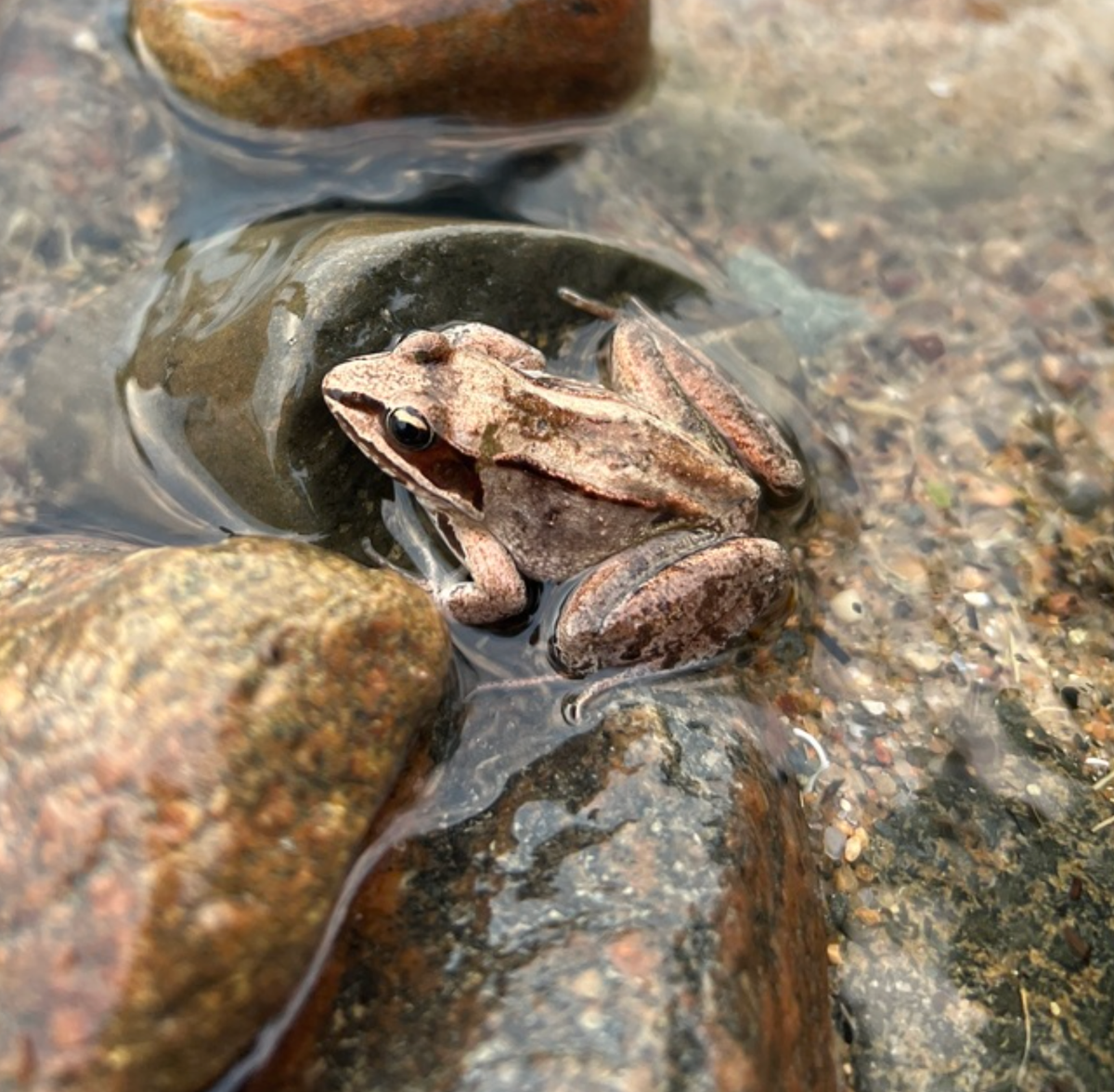 Picture of a wood frog on the shoreline of Kabekona Lake, Minnesota. Photo shared on Wikipedia by Memer15151.