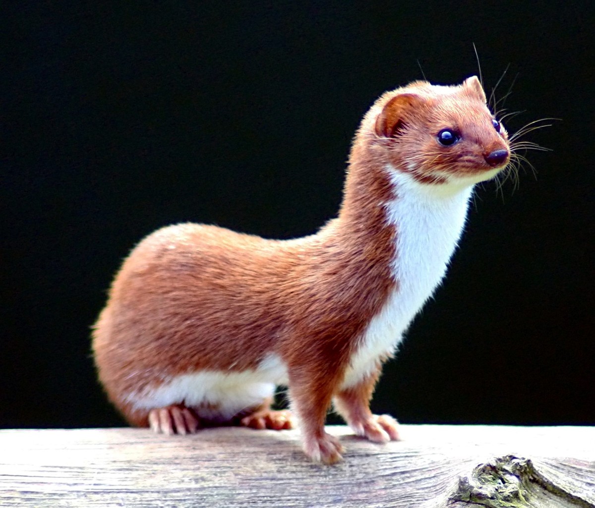 Least weasel. Photo shared on Wikipedia by Keven Law.