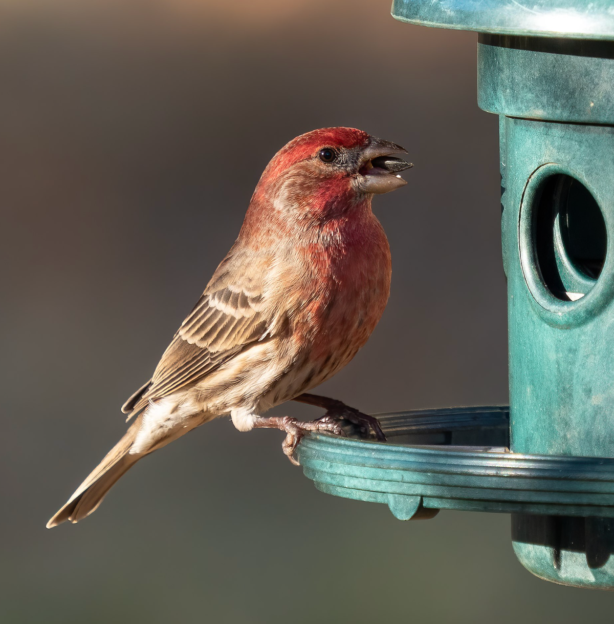 House finch at a feeder in Green-Wood Cemetery. Photo shared on Wikipedia by Rhododendrites.