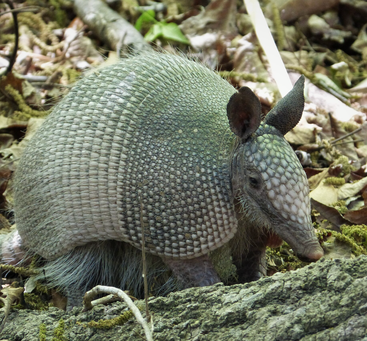 Nine-banded Armadillo on Cumberland Island. Photo shared on Wikipedia by gailhampshire.