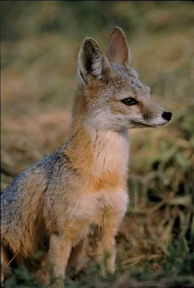 Kit fox. Photo shared to Wikipedia by B. Peterson.