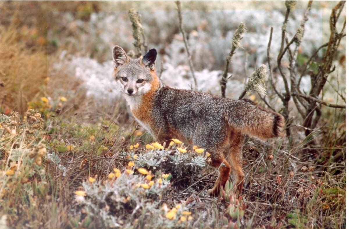 Island Fox. Photo shared on Wikipedia by Pacific Southwest Region USFWS.