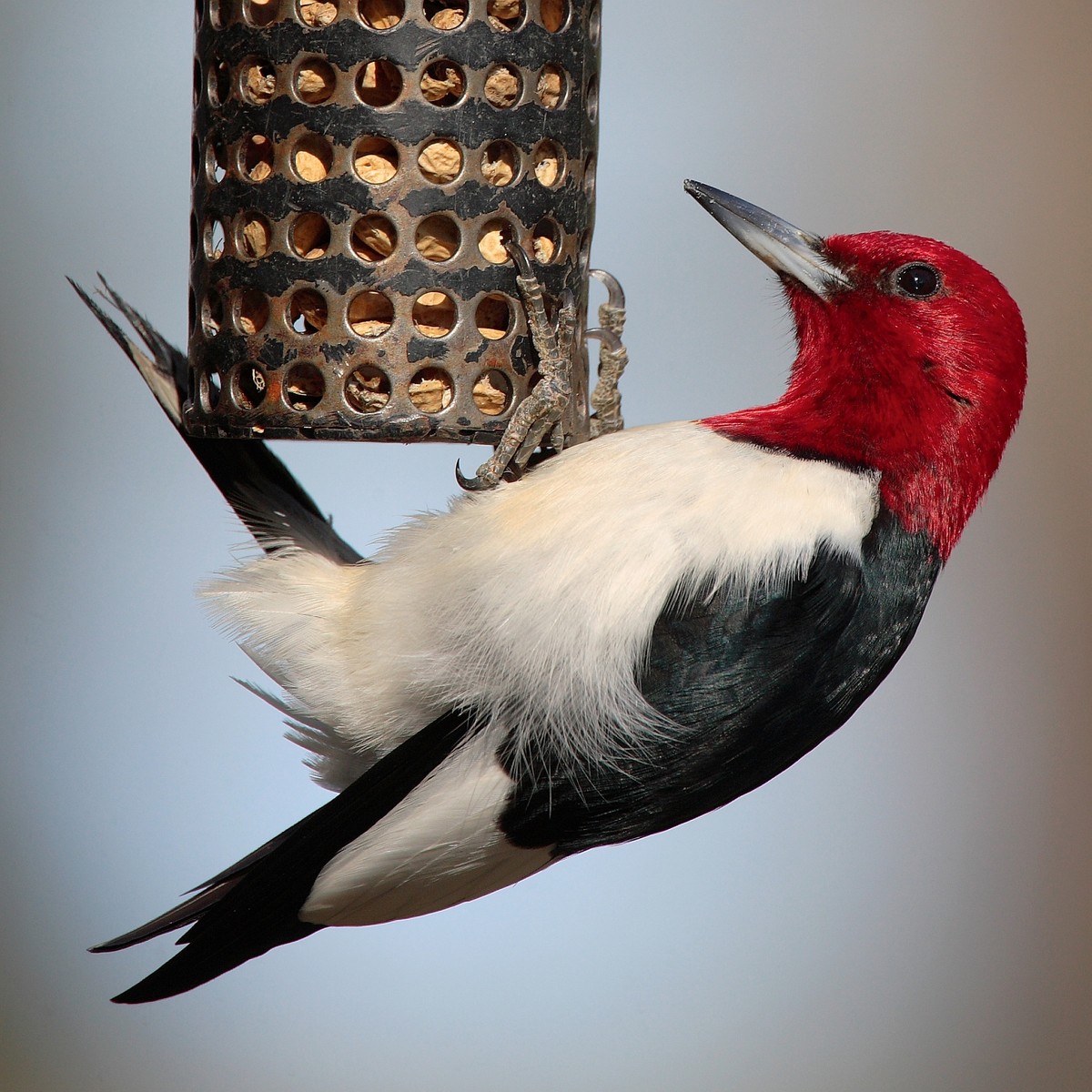 Red-headed woodpecker. Photo shared on Wikipedia by Mdf.
