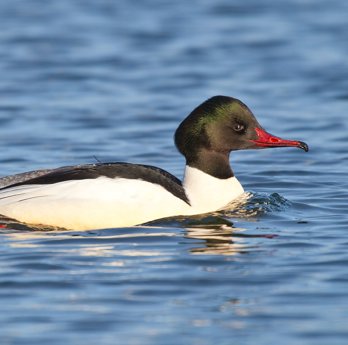 Common merganser. Photo shared on Wikipedia by Bengt Nyman.