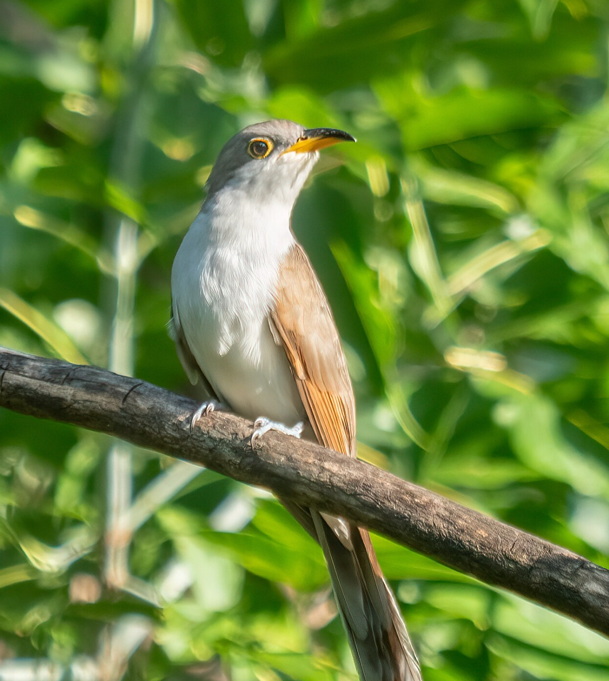 Yellow-billed cuckoo eating spotted lanternflies in Prospect Park, Brooklyn. Photo shared on Wikipedia by Rhododendrites.