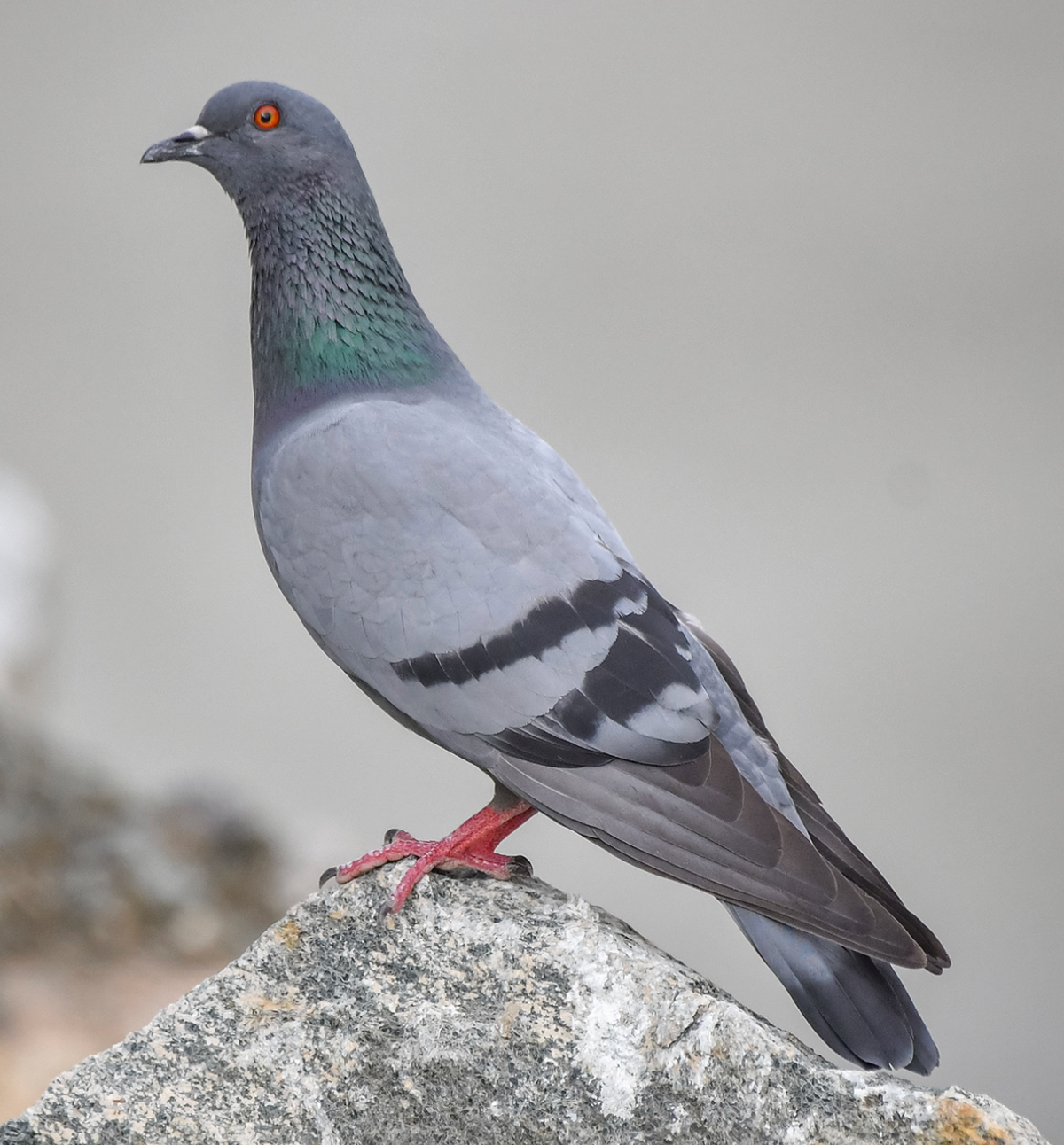 A wild Rock Dove Columba livia sitting on a rock in Pakistan. Photo shared on Wikipedia by Birds of Gilgit-Baltistan.
