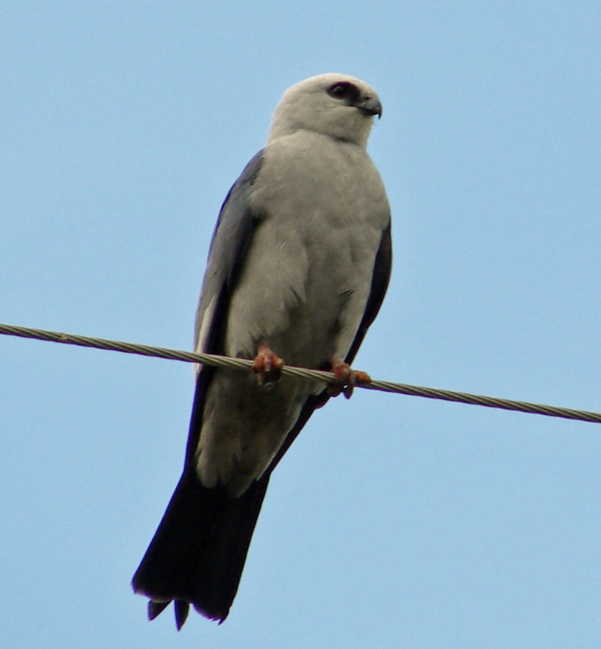 Mississippi Kite, southwest OK. Photo shared on Wikipedia by Rescuechick.