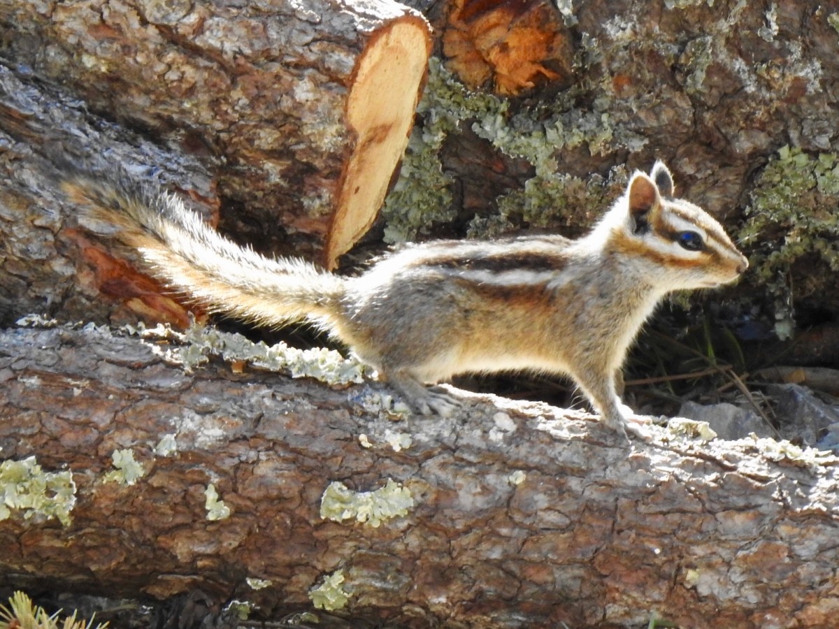 Gray-footed Chipmunk. Photo posted to Wikipedia and iNaturalist (c) CK Kelly.