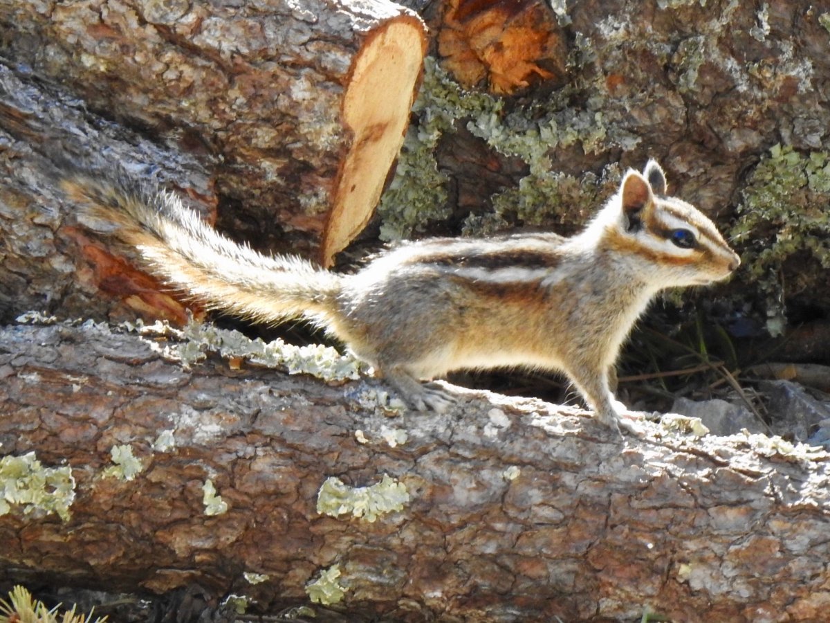 Gray-footed Chipmunk. Photo posted to Wikipedia and iNaturalist (c) CK Kelly.