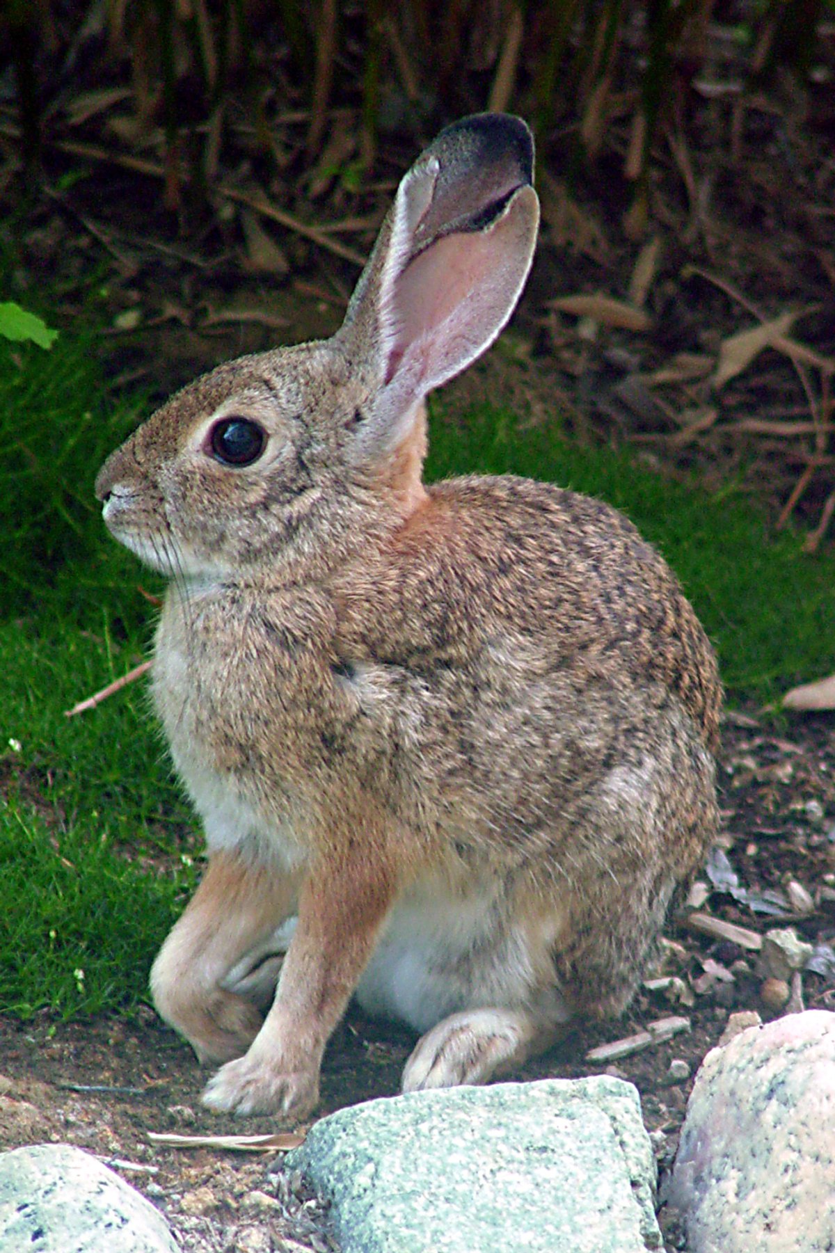 Desert cottontail. Photo shared to Wikipedia by Holly Cheng.
