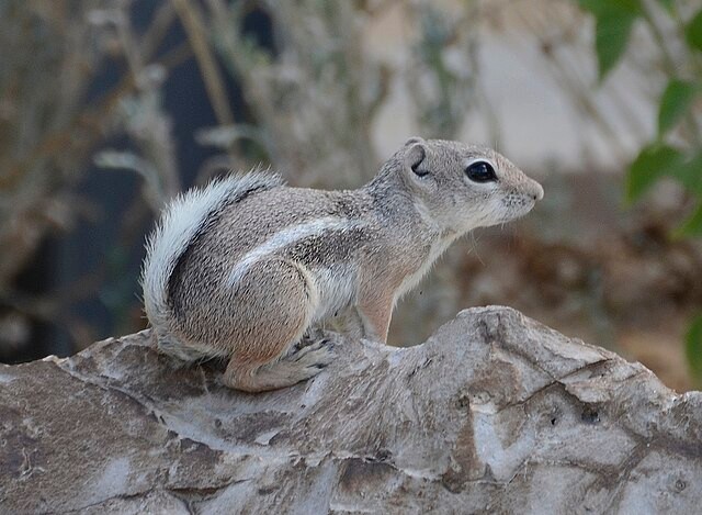 White-tailed Antelope Squirrel. Photo by VJAnderson.