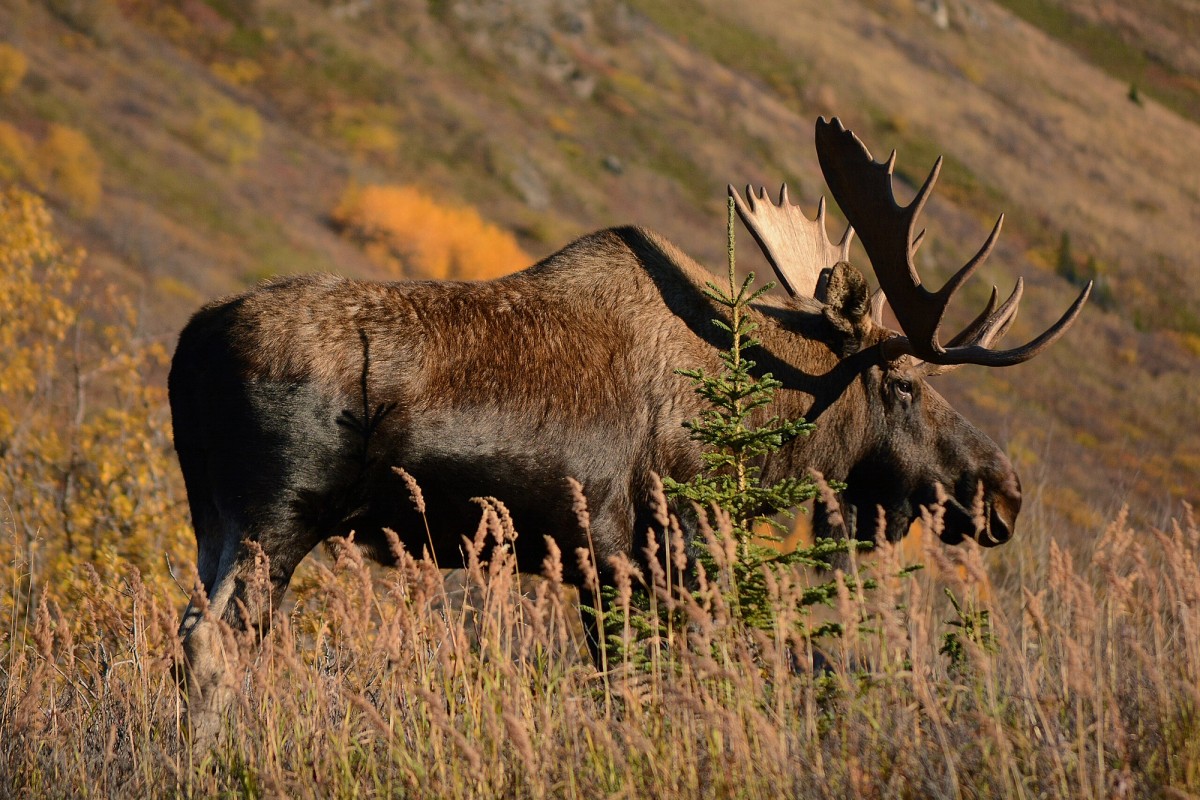A bull moose in South Fork Eagle River, Alaska. Photo shared on Wikipedia by Paxson Woelber.