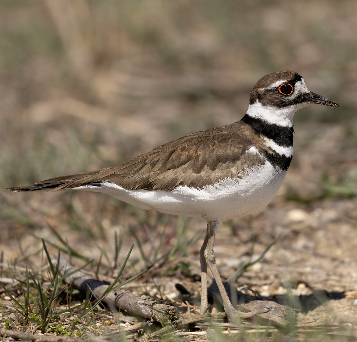 A Killdeer at Heislerville, WMA, Maurice River, NJ. Photo shared on Wikipedia by Charles Homler d/b/a FocusOnWildlife.