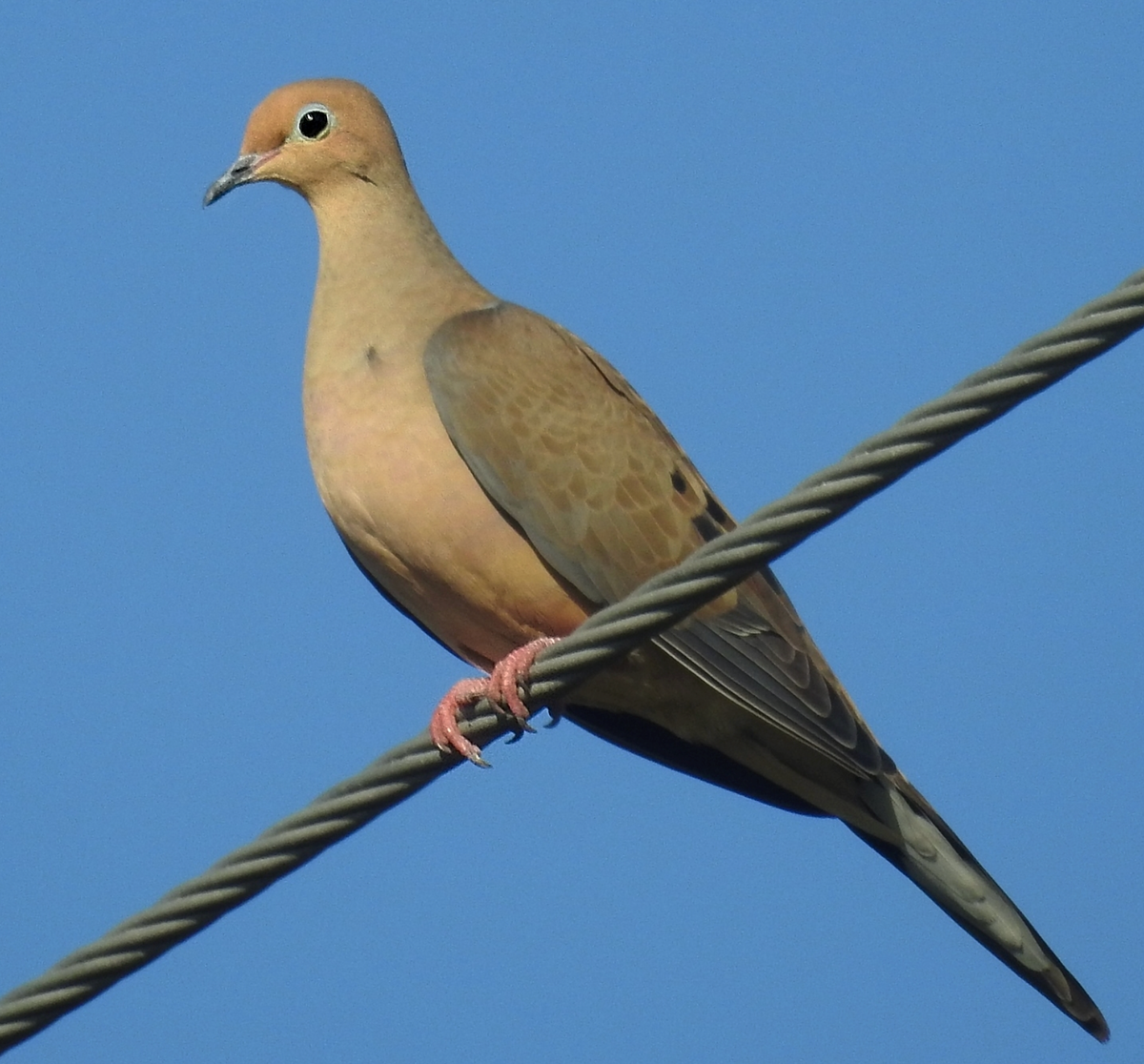 Mourning dove on a wire, FL. Photo shared on Wikipedia by JeffreyGammon.
